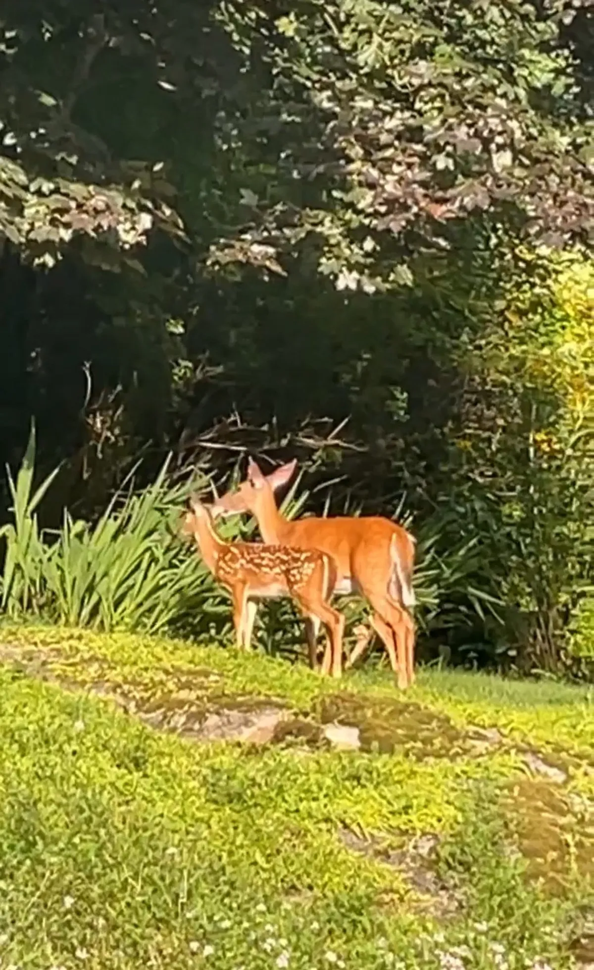 A serene outdoor scene featuring a deer grazing on lush green grass, surrounded by dense foliage. The image captures the peaceful coexistence with local wildlife and the tranquility of the mountain environment.